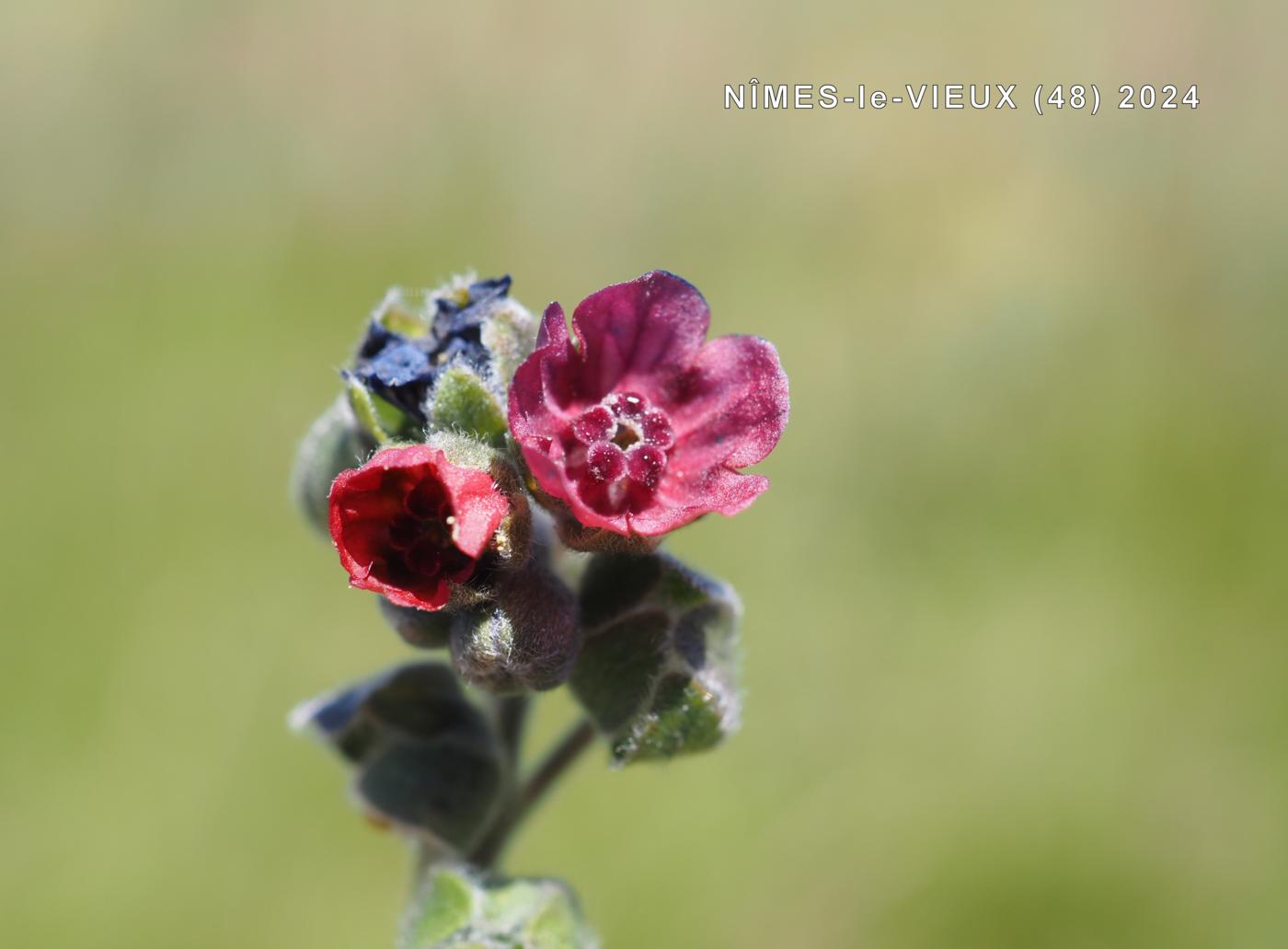 Hound's Tongue flower